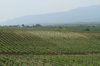 Bulgaria has many vineyards.