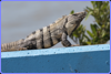  Black Spiny tailed iguana - Belize City, Fort George Area