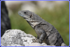  Black Spiny-tailed Iguana (likely female) Belize City, Fort George Area