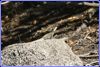 Brown (Striped) Basilisk - Basiliscus vittatus - Crooked Tree WildlifeSanctuary