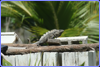 Black Spiny -tailed Iguana - Ctenosaura similis