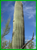 Saguaro Cactus - up close