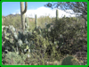 Saguaro CactusPrickly Pear