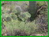 Cactus mixed flock
