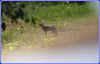 Gray Fox - Urocyon cinereo-argenteus