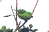 Blue-winged Parrotlet. Brazil has many parrots.... 