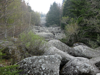 River of stones - Vitosha Mountain