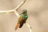 ...and hummingbirds. Brazilian Ruby