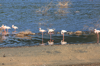 Flamingos at Lake Bogoria