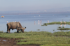 African Buffalo at Lake Nakuru 