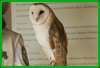 Sonora Desert Museum - Barn Owl