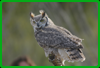 Sonora Desert Museum - Great Horned Owl