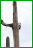Saguaro Cactus skeleton