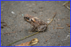Frog in Brisbane CityBotanic Garden