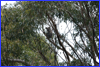 Koala BearLaminington Nat'l Park