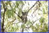 Koala BearLaminington Nat'l Park