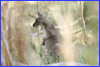 Eastern Grey Kangaroo - Deniliquin district