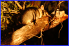 Common Brushtail Possum - Deniliquin district