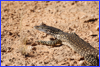 Gould's Sand Monitor