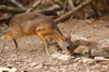 Lesser Mouse-Deer