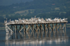 Dalmatian Pelicans, Lake Kerkini, Greece