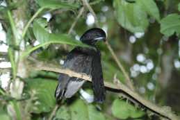 Buonaventura Reserve<br/>Umbrella Bird Lodge<br/>Ecuador