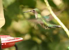 Yerette Hummingbird House<br/>Trinidad