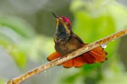 Yerette Hummingbird House<br/>Trinidad